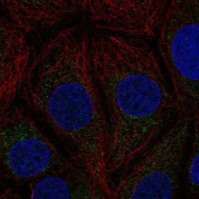 Immunocytochemistry/Immunofluorescence: C21orf33 Antibody [NBP2-47532] - Staining of human cell line MCF7 shows localization to mitochondria.