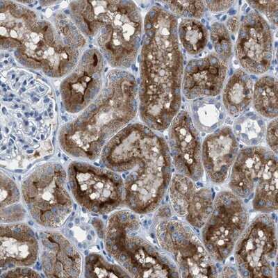 Immunohistochemistry-Paraffin SPATC1L Antibody - BSA Free