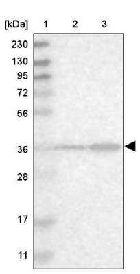 Western Blot SPATC1L Antibody - BSA Free