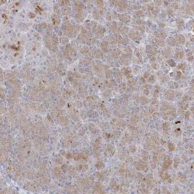 Immunohistochemistry: C21orf58 Antibody [NBP2-47531] - Staining of human pancreas shows moderate cytoplasmic positivity in exocrine glandular cells.
