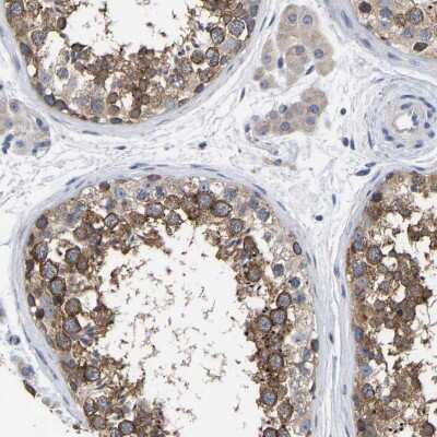 <b>Orthogonal Strategies Validation. </b>Immunohistochemistry-Paraffin: C21orf59 Antibody [NBP1-88277] - Staining of human testis shows high expression.