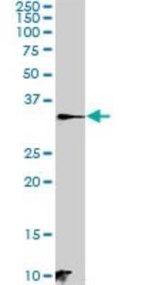Western Blot: C21orf59 Antibody [H00056683-B01P] - Analysis of C21orf59 expression in MCF-7.