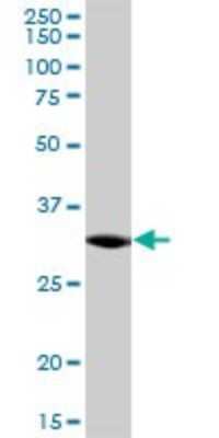 Western Blot: C21orf59 Antibody [H00056683-B01P] - Analysis of C21orf59 expression in K-562.