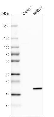 Western Blot: SMDT1 Antibody [NBP1-84289] -  Analysis in control (3.1 kDa) in mammalian HEK293T cells).