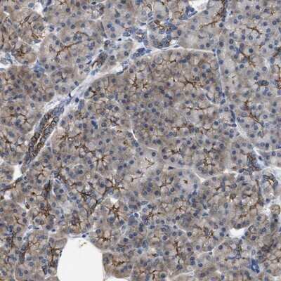 Immunohistochemistry-Paraffin: CDPF1 Antibody [NBP1-81297] -  Staining of human pancreas shows distinct positivity in intercalated ducts and exocrine cells.