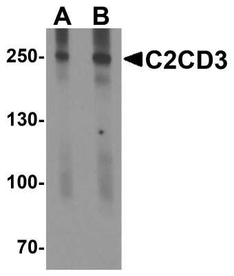 Western Blot C2CD3 Antibody - BSA Free