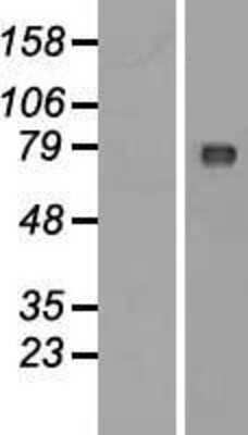Western Blot: C2orf44 Overexpression Lysate (Adult Normal) [NBP2-06226] Left-Empty vector transfected control cell lysate (HEK293 cell lysate); Right -Over-expression Lysate for C2orf44.