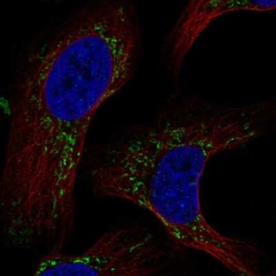 Immunocytochemistry/Immunofluorescence: C2orf47 Antibody [NBP2-56654] - Staining of human cell line U-2 OS shows localization to mitochondria.