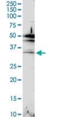 Western Blot MAIP1 Antibody - Azide and BSA Free