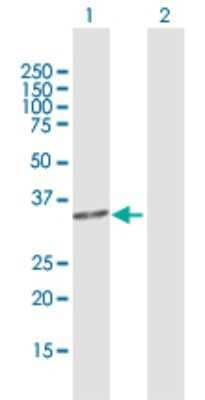 Western Blot: C2orf47 Antibody [H00079568-D01P] - Analysis of C2orf47 expression in transfected 293T cell line by C2orf47 polyclonal antibody.Lane 1: C2orf47 transfected lysate(32.12 KDa).Lane 2: Non-transfected lysate.
