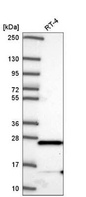Western Blot MAIP1 Antibody - BSA Free