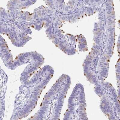 Immunohistochemistry-Paraffin: C2orf50 Antibody [NBP2-32374] - Staining of human fallopian tube shows high expression.