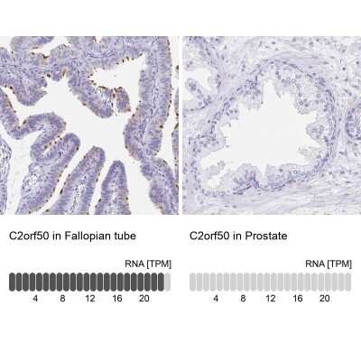 Immunohistochemistry-Paraffin: C2orf50 Antibody [NBP2-32374] - Staining in human fallopian tube and prostate tissues using anti-C2orf50 antibody. Corresponding C2orf50 RNA-seq data are presented for the same tissues.