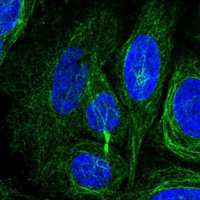 Immunocytochemistry/ Immunofluorescence C2orf55 Antibody - BSA Free