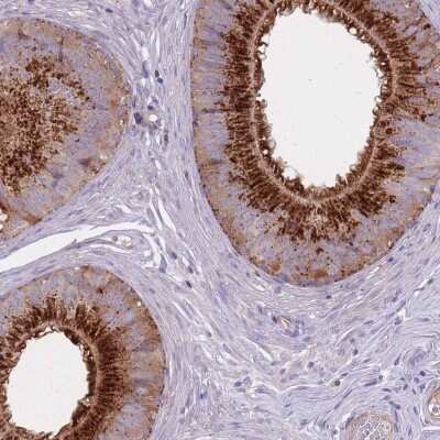Immunohistochemistry-Paraffin C2orf55 Antibody - BSA Free