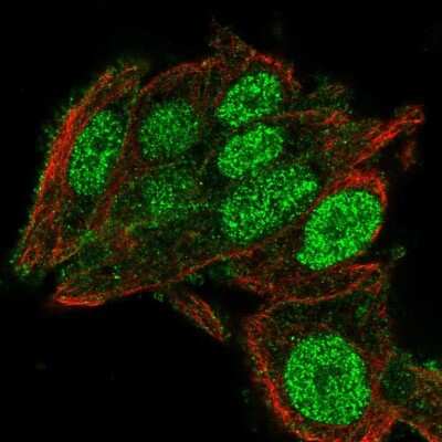 Immunocytochemistry/Immunofluorescence: C2orf72 Antibody [NBP1-93551] - Immunofluorescent staining of human cell line Hep G2 shows localization to nucleus & plasma membrane. Antibody staining is shown in green.