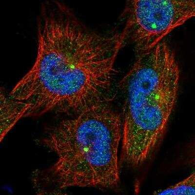 Immunocytochemistry/Immunofluorescence: C2orf74 Antibody [NBP1-93548] - Staining of human cell line U-251MG shows positivity in nucleus but not nucleoli and centrosome.