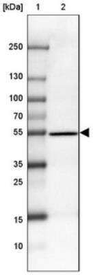 Western Blot CCDC173 Antibody - BSA Free