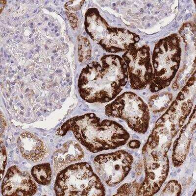 Immunohistochemistry-Paraffin: C2orf88 Antibody [NBP2-14407] - Staining of human kidney shows strong cytoplasmic positivity in cells in tubules.