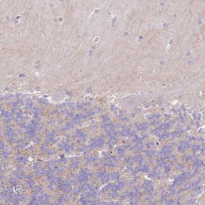 Immunohistochemistry-Paraffin C2orf88 Antibody - BSA Free