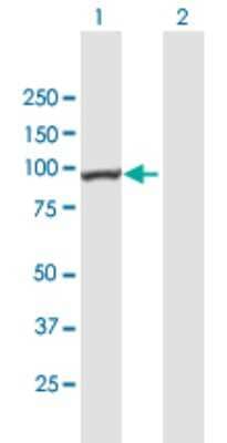 Western Blot: C3orf15 Antibody [H00089876-B01P] - Analysis of C3orf15 expression in transfected 293T cell line by C3orf15 polyclonal antibody.  Lane 1: C3orf15 transfected lysate(84.37 KDa). Lane 2: Non-transfected lysate.