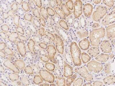 Immunohistochemistry: C3orf18 Antibody [NBP3-05955] - Immunochemical staining of human C3orf18 in human kidney with rabbit polyclonal antibody at 1:200 dilution, formalin-fixed paraffin embedded sections.