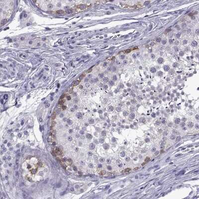 Immunohistochemistry-Paraffin: C3orf22 Antibody [NBP2-31754] - Staining of human testis shows high expression.