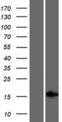 Western Blot GR6 Overexpression Lysate