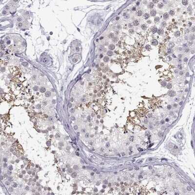 Immunohistochemistry-Paraffin TEX55 Antibody - BSA Free