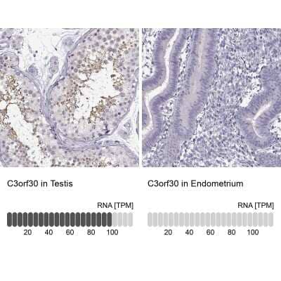 <b>Orthogonal Strategies Validation. </b>Immunohistochemistry-Paraffin: C3orf30 Antibody [NBP2-37991] - Staining in human testis and endometrium tissues using anti-C3orf30 antibody. Corresponding C3orf30 RNA-seq data are presented for the same tissues.