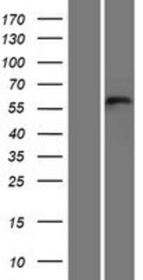 Western Blot: C3orf30 Overexpression Lysate (Adult Normal) [NBP2-05341] Left-Empty vector transfected control cell lysate (HEK293 cell lysate); Right -Over-expression Lysate for C3orf30.
