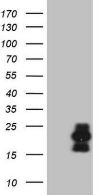 Western Blot: C3orf36 Antibody (OTI8G4) [NBP2-45450] - HEK293T cells were transfected with the pCMV6-ENTRY control (Left lane) or pCMV6-ENTRY C3orf36 (Right lane) cDNA for 48 hrs and lysed. Equivalent amounts of cell lysates (5 ug per lane) were separated by SDS-PAGE and immunoblotted with anti-C3or. 