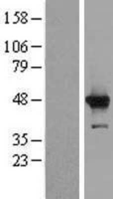 Western Blot HMCES Overexpression Lysate