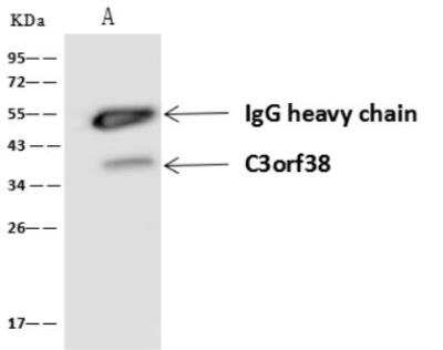 Immunoprecipitation: C3orf38 Antibody [NBP3-06505] - Lane A:0.5 mg U-251MG Whole Cell Lysate4 uL anti-C3orf38 rabbit polyclonal antibody and 60 ug of Immunomagnetic beads Protein A/G.Primary antibody:Anti-C3orf38 rabbit polyclonal antibody,at 1:100 dilution Secondary antibody:Goat Anti-Rabbit IgG (H+L)/HRP at 1/10000 dilutionDeveloped using the ECL technique.Performed under reducing conditions.Predicted band size: 37 kDaObserved band size :37 kDa