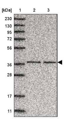 Western Blot C3orf38 Antibody - BSA Free