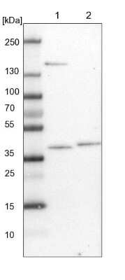Western Blot C3orf38 Antibody - BSA Free