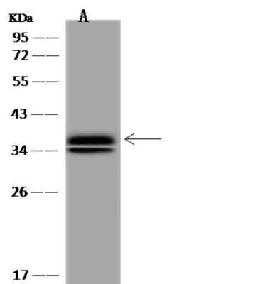 Western Blot: C3orf38 Antibody [NBP3-06505] - Lane A: U-251MG Whole Cell LysateLysates/proteins at 30 ug per lane.SecondaryGoat Anti-Rabbit IgG (H+L)/HRP at 1/10000 dilution.Developed using the ECL technique.Performed under reducing conditions.Predicted band size:37 kDaObserved band size:37 kDa