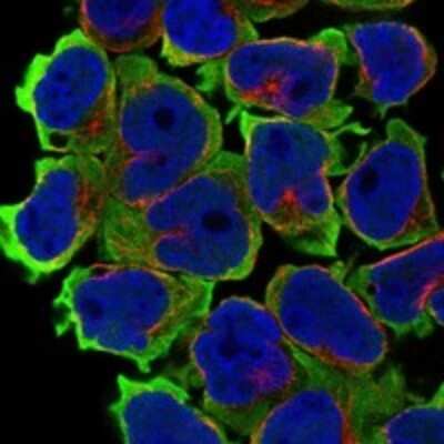 Immunocytochemistry/Immunofluorescence: C3orf45 Antibody [NBP3-17153] - Staining of human cell line JURKAT shows localization to plasma membrane.