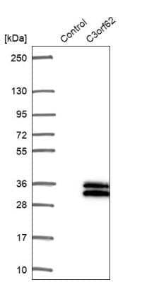 Western Blot: C3orf62 Antibody [NBP1-81899] - Analysis in control (vector only transfected HEK293T lysate) and C3orf62 over-expression lysate (Co-expressed with a C-terminal myc-DDK tag (~3.1 kDa) in mammalian HEK293T cells).