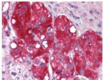 Immunohistochemistry-Paraffin: C4.4A/LYPD3 Antibody [NBP1-44371] - Analysis of anti-LYPD3 antibody with human adrenal.