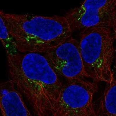 Immunocytochemistry/Immunofluorescence: C4orf32 Antibody [NBP2-56361] - Staining of human cell line HEK 293 shows localization to the Golgi apparatus.
