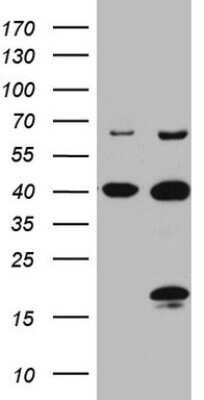 Western Blot: C4orf36 Antibody (7A7) [NBP2-46040] - Analysis of HEK293T cells were transfected with the pCMV6-ENTRY control (Left lane) or pCMV6-ENTRY C4orf36.