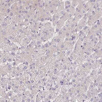 Immunohistochemistry-Paraffin: C4orf48 Antibody [NBP2-30706] - Staining of human liver shows no positivity in hepatocytes as expected.
