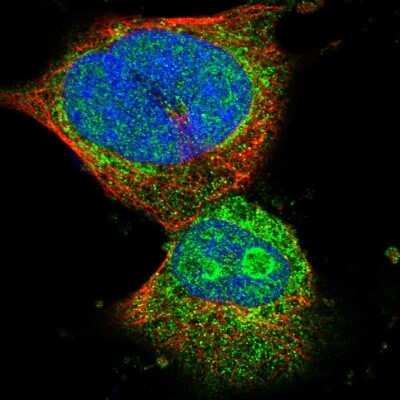 Immunocytochemistry/Immunofluorescence: C4orf52 Antibody [NBP1-90942] - Immunofluorescent staining of human cell line U-251 MG shows localization to nucleus, nucleoli & cytosol.