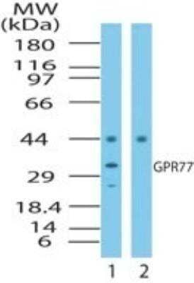 Western Blot: C5L2/GPR77 Antibody [NB100-56497] - Analysis of GPR77 in human testis cell lysate in the 1) absence and 2) presence of immunizing peptide using this antibody at 0.5 ug/ml.