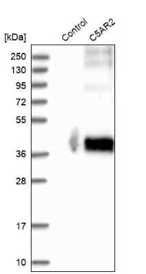 Western Blot: C5L2/GPR77 Antibody [NBP1-86777] - Analysis in control (vector only transfected HEK293T lysate) and C5AR2 over-expression lysate (Co-expressed with a C-terminal myc-DDK tag (3.1 kDa) in mammalian HEK293T cells).