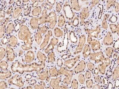 Immunohistochemistry-Paraffin: C5orf24 Antibody [NBP2-97988] - Immunochemical staining of human C5orf24 in human kidney with rabbit polyclonal antibody at 1:100 dilution, formalin-fixed paraffin embedded sections.