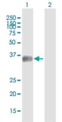 Western Blot: C5orf36 Antibody [H00285600-B01P] - Analysis of MGC34713 expression in transfected 293T cell line by MGC34713 polyclonal antibody.  Lane 1: MGC34713 transfected lysate(35.64 KDa). Lane 2: Non-transfected lysate.