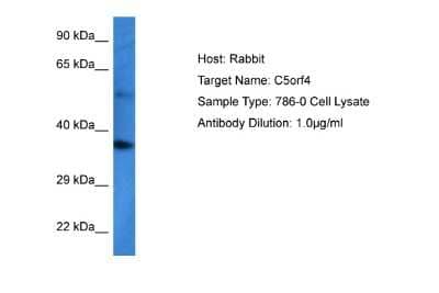 Western Blot: C5orf4 Antibody [NBP2-83959] - Host: Rabbit. Target Name: C5ORF4. Sample Tissue: Human 786-0 Whole Cell lysates. Antibody Dilution: 1ug/ml