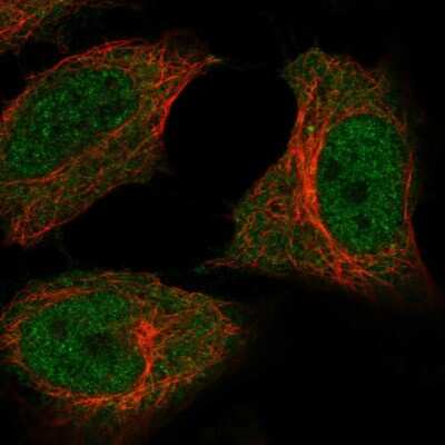 Immunocytochemistry/Immunofluorescence: C5orf51 Antibody [NBP2-56876] - Staining of human cell line HeLa shows localization to nucleoplasm & cytosol. Antibody staining is shown in green.